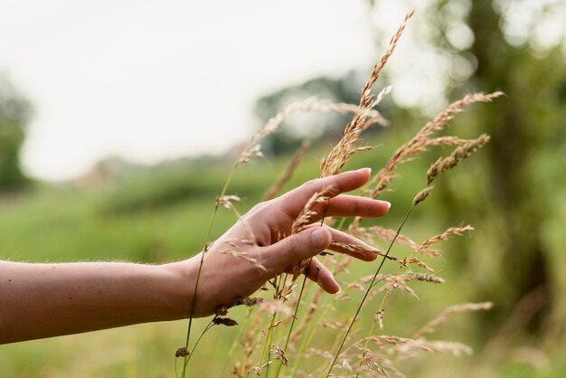 Side view hand holding wheat