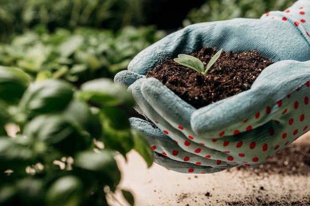 Side view of hands with gloves holding soil and plant