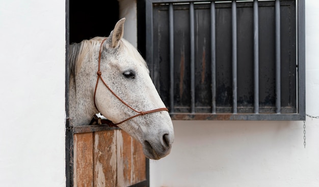 Side view of horse in a farm stables