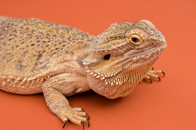 Side view of iguana reptile