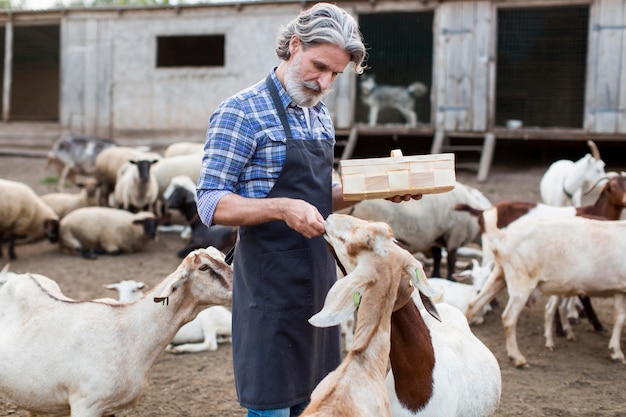 Free photo side view man feeding goats