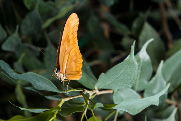 Side view orange butterfly on leaf