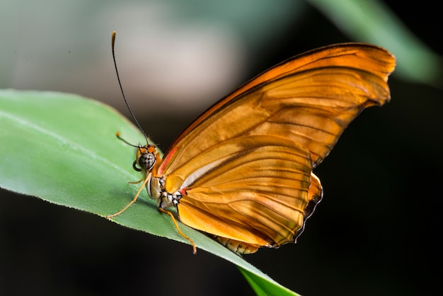 Free photo side view orange julia butterfly