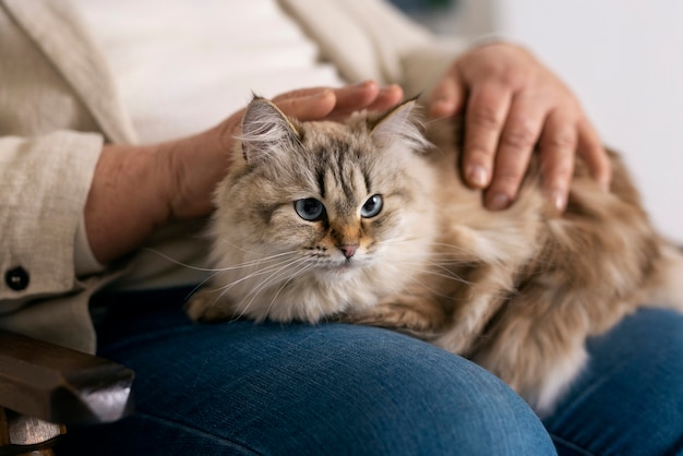 Side view owner holding cute cat