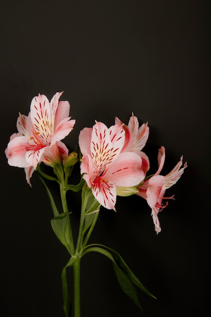 Side view of pink color alstroemeria flowers isolated on black background