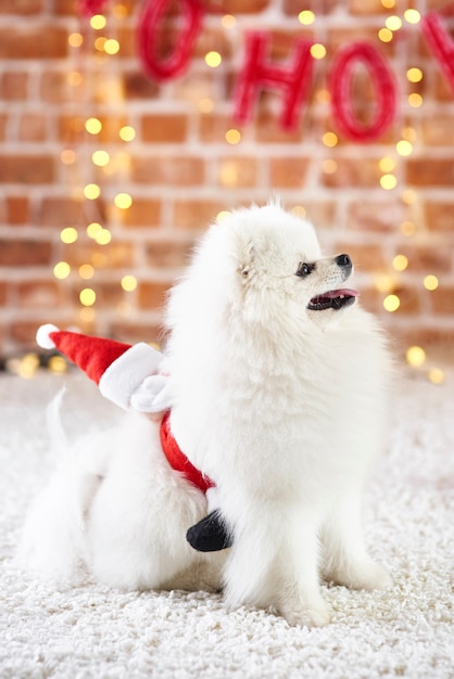 Free Photo side view of playful dog looking up