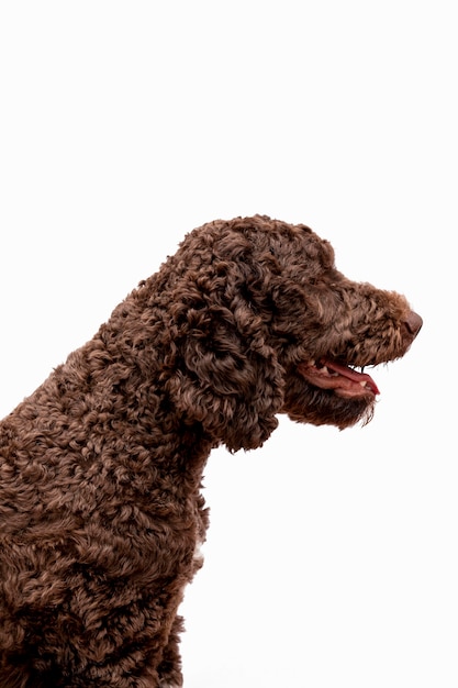 Free photo side view poodle with open mouth