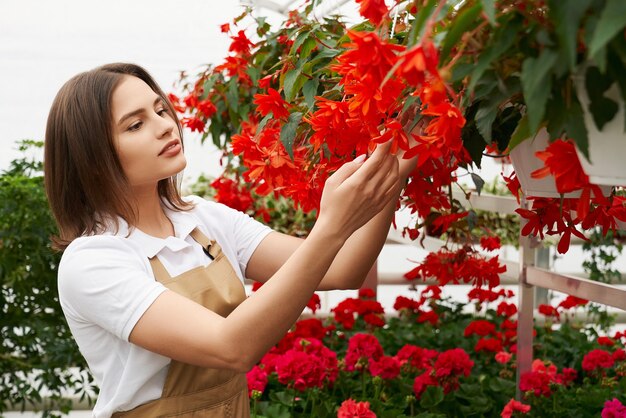 Side view portrait of attractive young woman in beige apron admiring the beautiful red flowers in modern greenhouse. Concept of care for plants and preparation for sale.