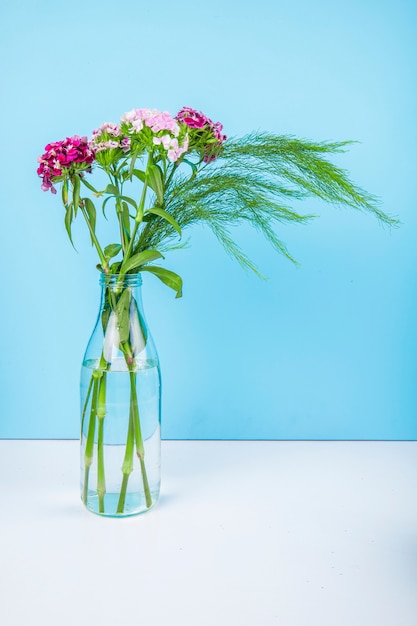 Free Photo side view of purple color turkish carnation flowers with asparagus in a glass bottle on blue background with copy space