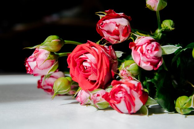 Side view of red roses with buds and green leaves on white background