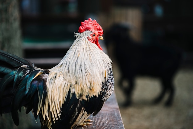 Free photo side view of a rooster perching on wooden fence