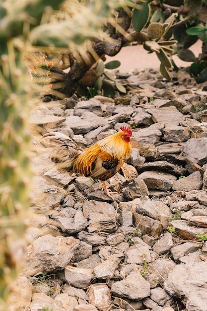 Free Photo side view of a rooster on rock