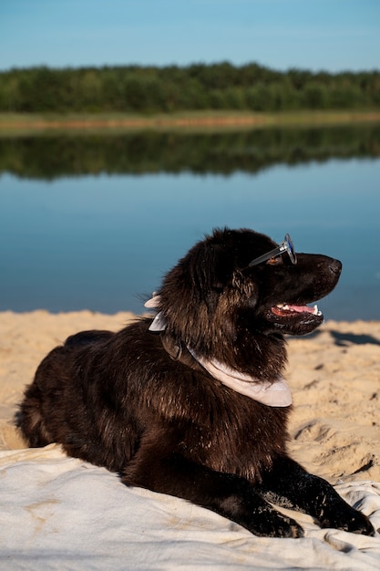 Free photo side view smiley dog at beach