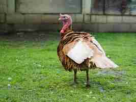 Free photo side view turkey staying on the grass