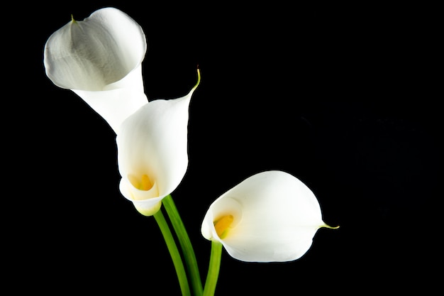 Side view of white calla lilies isolated on black background with copy space