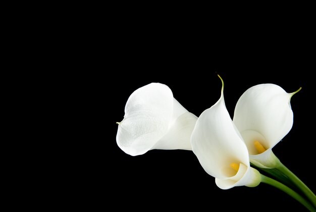 Side view of white calla lilies isolated on black background with copy space