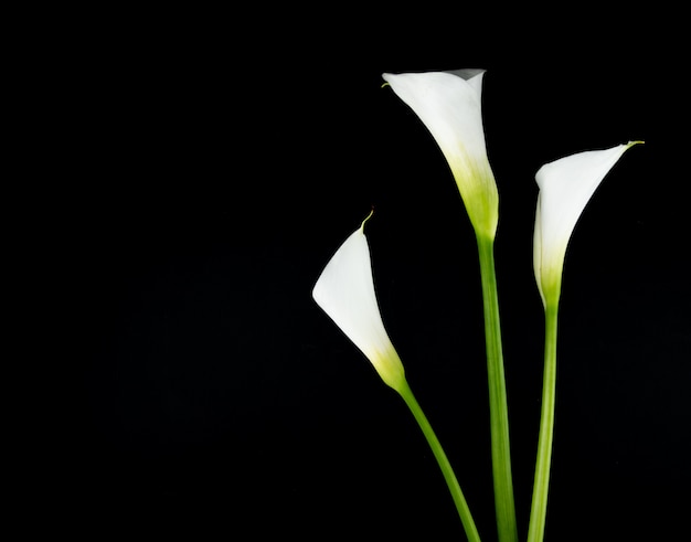 Side view of white calla lilies isolated on black background with copy space