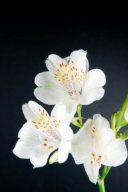 Side view of white color alstroemeria flowers isolated on black background