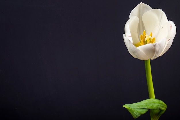 Side view of white color tulip flower isolated on black table with copy space