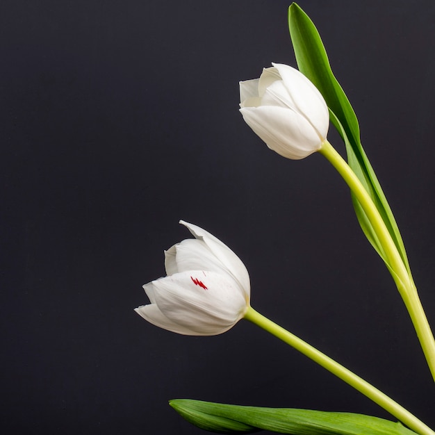 Side view of white color tulips isolated on black table