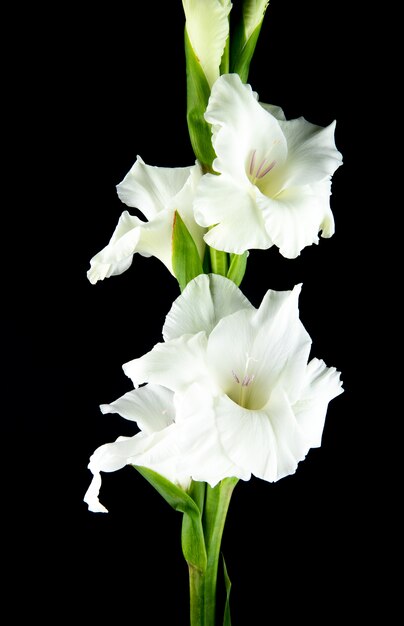 Side view of white gladiolus flower isolated on black background