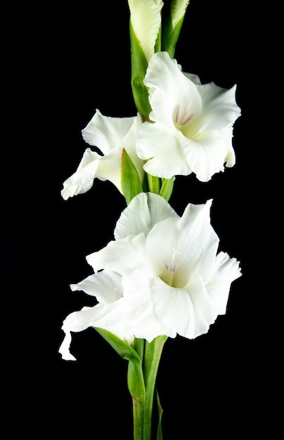 Side view of white gladiolus flower isolated on black background