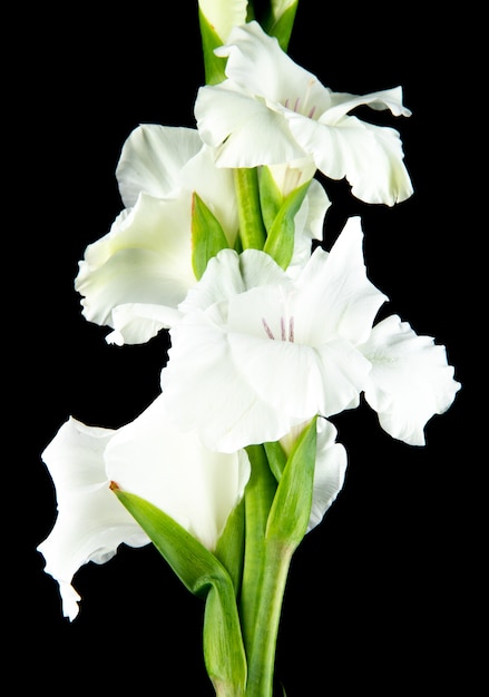 Side view of white gladiolus flower isolated on black background