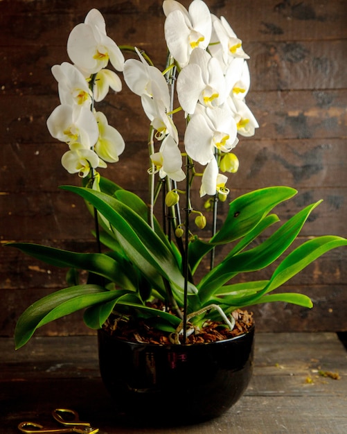 Side view of white phalaenopsis orchid flowers in full bloom in black flower pot