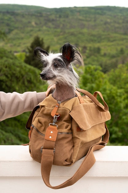 Side view woman carrying dog in bag