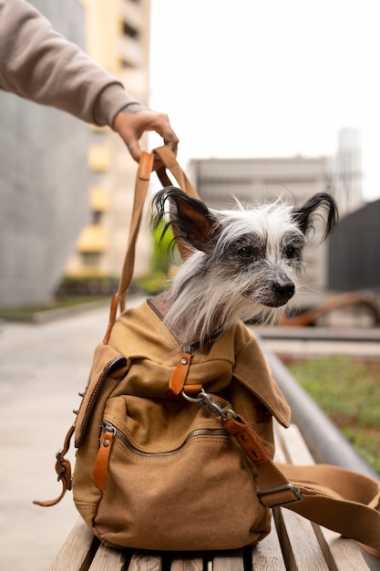 Free Photo side view woman carrying puppy in bag