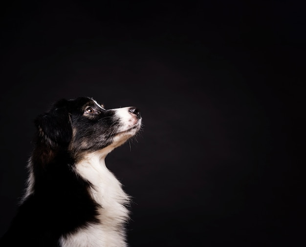 Sideways cute dog standing