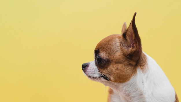 Sideways dog portrait looking away yellow background