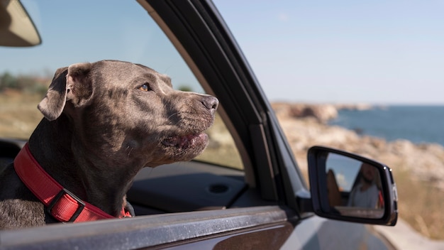 Sideways dog staying in a car while traveling with its owners