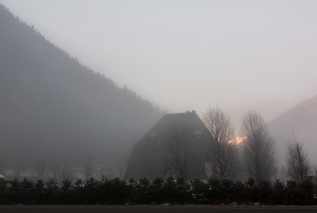 Free Photo silhouette of bare trees during sunrise