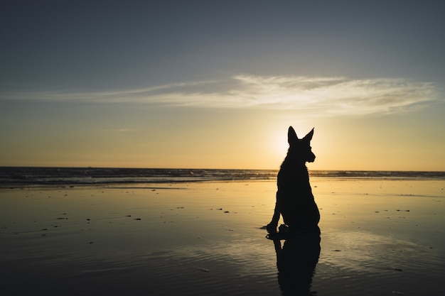 Silhouette of a big dog sitting on the coastline and the sunset over the sea