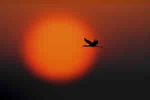 Free photo silhouette of a bird flying in the sky with a beautiful scenery of sunset in a blurred surface