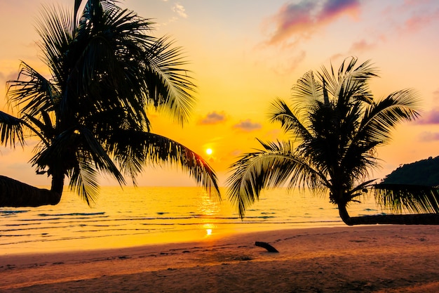 Silhouette coconut palm tree