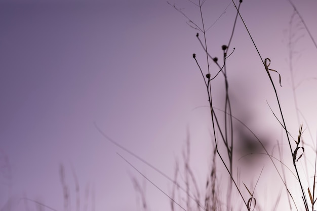 Free photo silhouette of grass during sunset