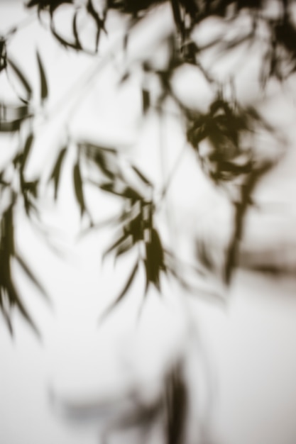 Free photo silhouette of leaves on white background