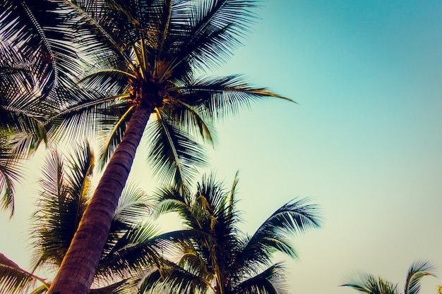 Silhouette palm tree with sunset