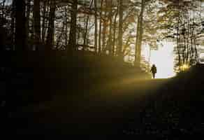 Free photo silhouette of person walking on pathway between trees during daytime