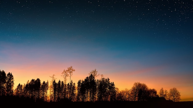 Free Photo silhouette photography of trees under blue sky during golden hour