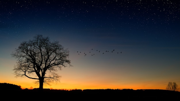 Free Photo silhouette photography of trees