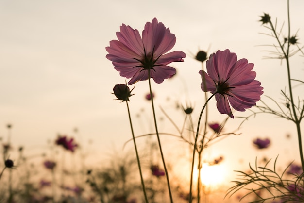 Free Photo silhouette pink cosmos flowers in garden