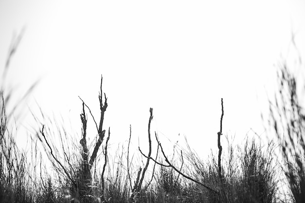 Free Photo silhouette of plant against sky