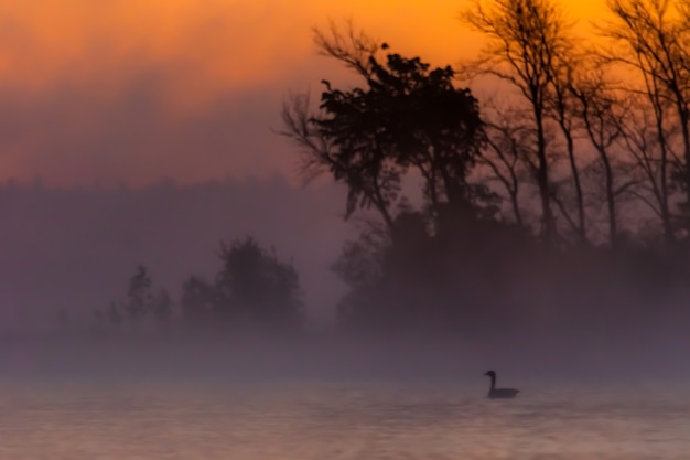 Free Photo silhouette of sunrise around the trees in the peninsula of michigan