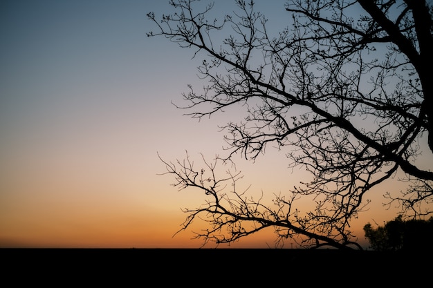 Free photo silhouette of a tree during an orange sunset