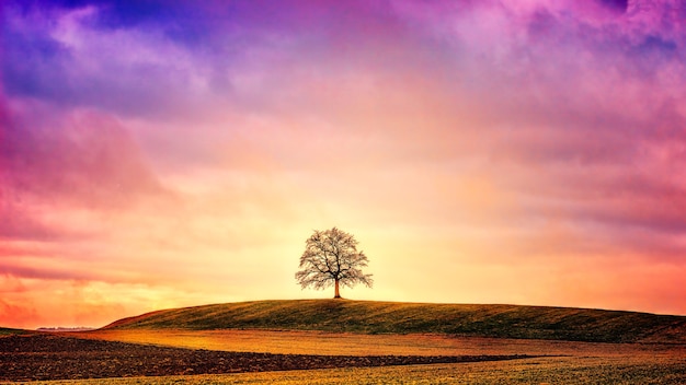 Free photo silhouette of tree on green field