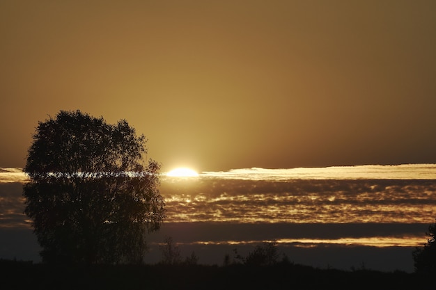 Free photo silhouette of trees on the beach with the beautiful view of the sunset