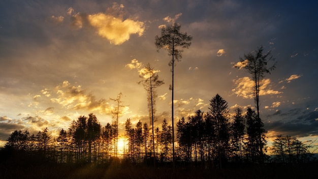 Silhouette of trees under cloudy sky during sunset